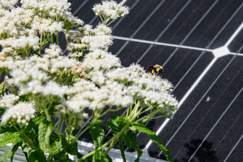 Pollinator-Friendly Solar, Explained